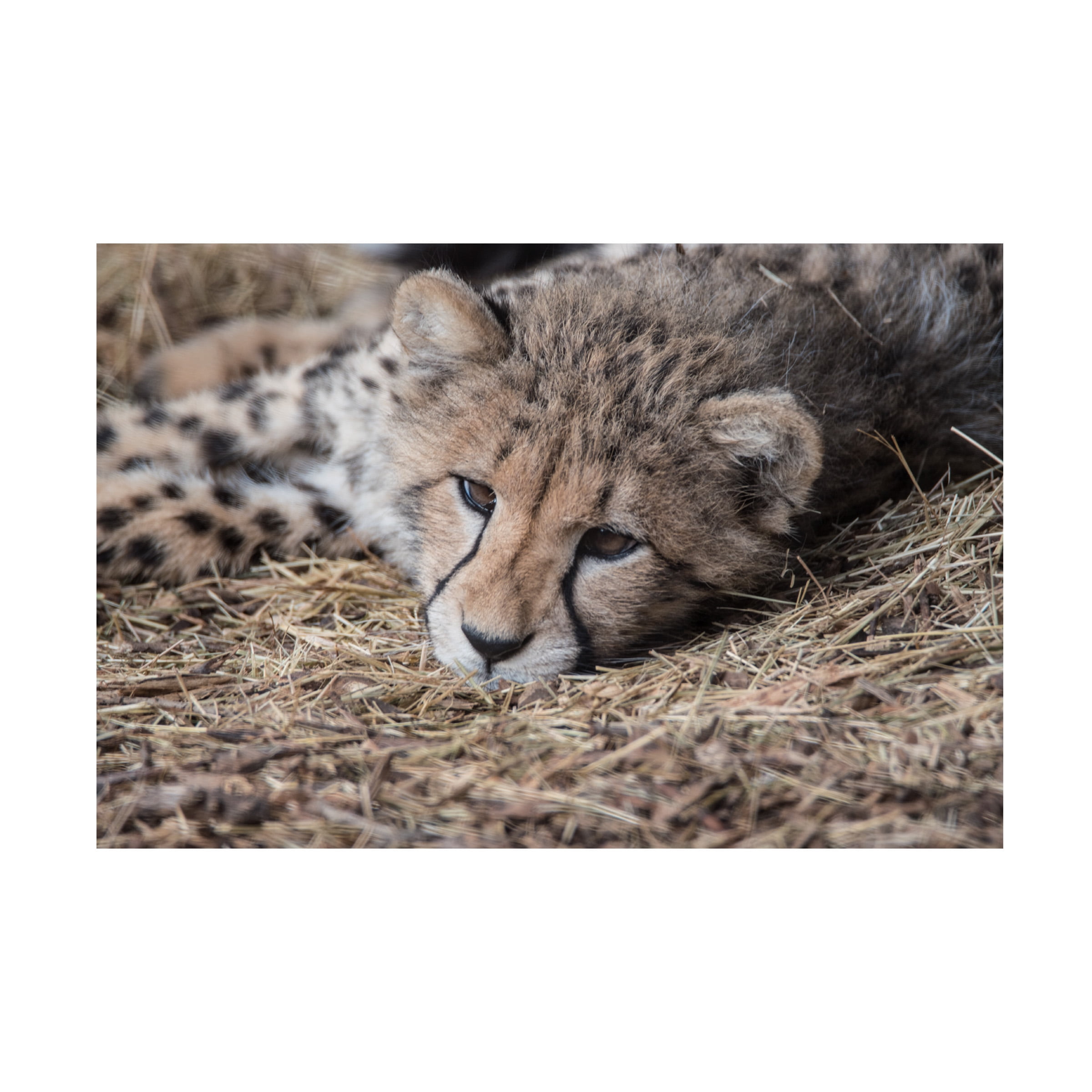 Cheetah Cub Horizontal Canvas Print in Tan and Brown