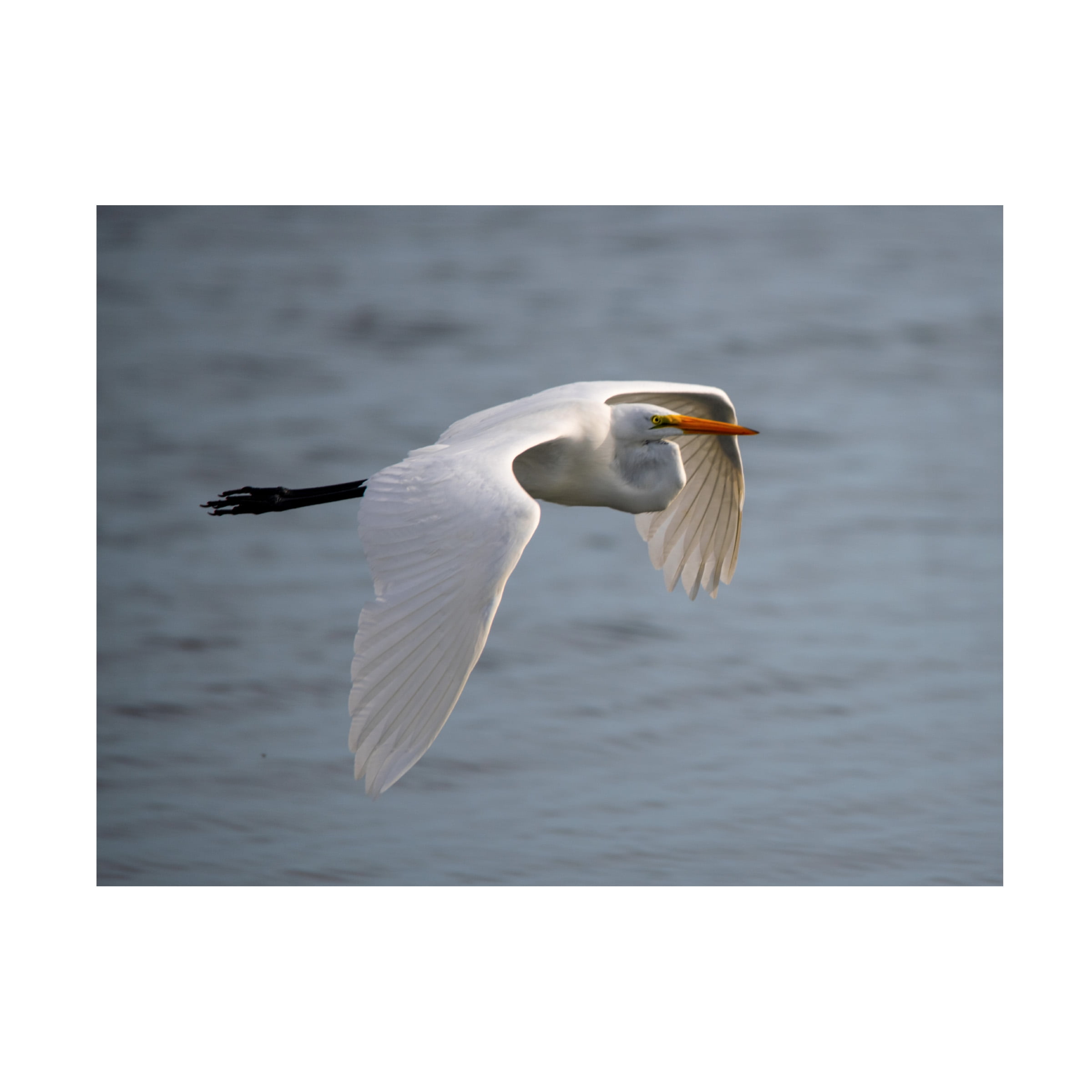 Robert Michaud 'Egret 2' Canvas Art