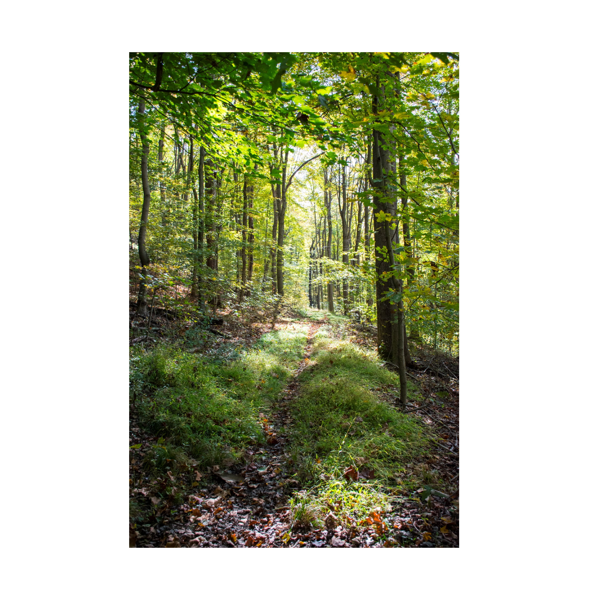 Tranquil Forest Path Green and Brown Canvas Print