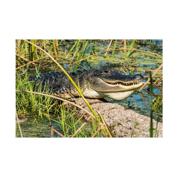 Robert Michaud 'Gator 1' Canvas Art