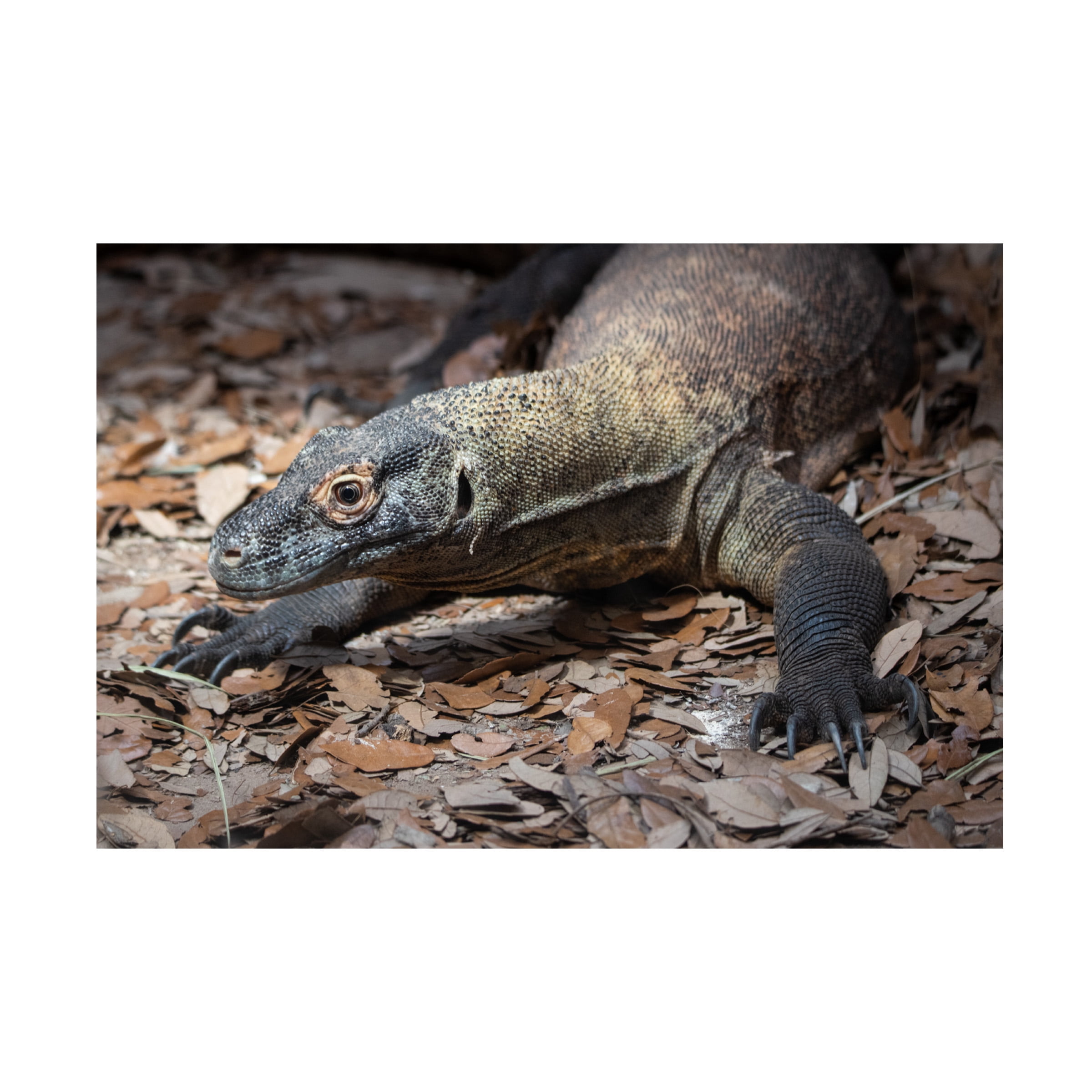 Robert Michaud 'Komodo dragon' Canvas Art