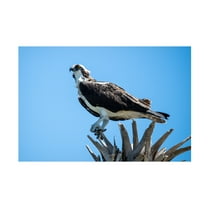 Robert Michaud 'Osprey' Canvas Art