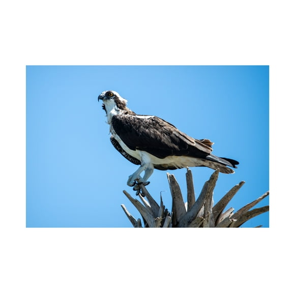 Robert Michaud 'Osprey' Canvas Art