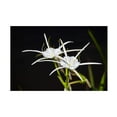 thumbnail image 1 of Robert Michaud 'Traubs Spider Lily' Canvas Art, 1 of 1