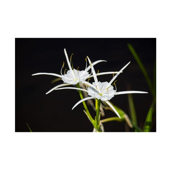 Robert Michaud 'Traubs Spider Lily' Canvas Art