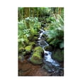 thumbnail image 1 of Robert Michaud 'Tropical Forest' Canvas Art, 1 of 4