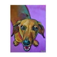 thumbnail image 1 of Robert Phelps Art 'Dachshund on Purple' Canvas Art, 1 of 3