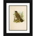 thumbnail image 1 of Robert Ridgway 14x18 Black Ornate Wood Framed Double Matted Museum Art Print Titled - The North American Vogelwelt Pl05 (1891), 1 of 5