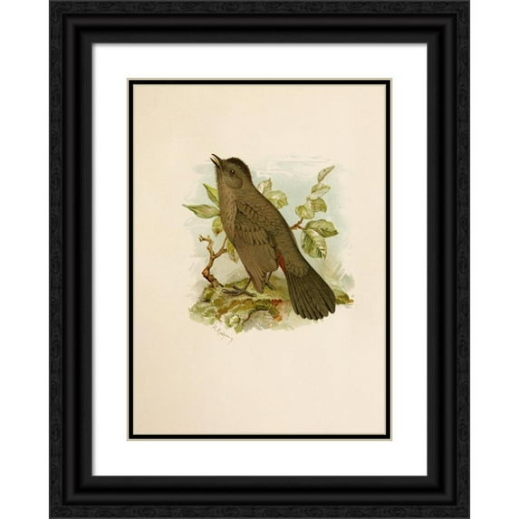 Robert Ridgway 14x18 Black Ornate Wood Framed Double Matted Museum Art Print Titled - The North American Vogelwelt Pl05 (1891)