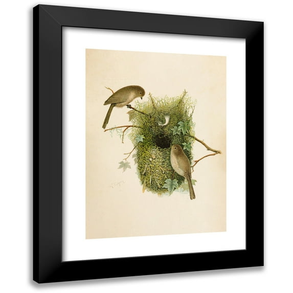 Robert Ridgway 18x24 Black Modern Framed Museum Art Print Titled - The North American Vogelwelt Pl09 (1891)