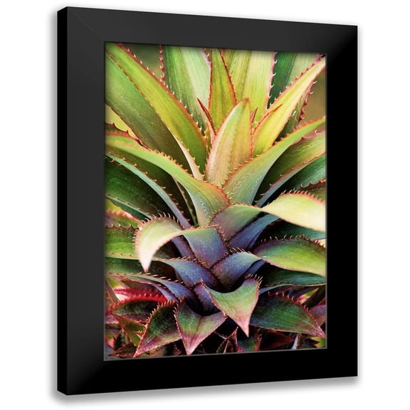 Robertson, Leda 11x14 Black Modern Framed Museum Art Print Titled - Spiny Succulent I