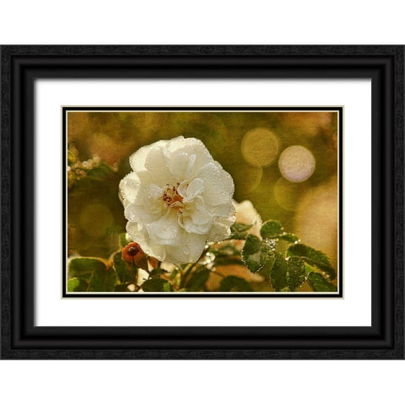 Robertson, Leda 14x11 Black Ornate Wood Framed with Double Matting Museum Art Print Titled - Adorned in Raindrops