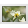 thumbnail image 1 of Robertson, Leda 18x13 White Modern Wood Framed Museum Art Print Titled - Dreaming Turkinstan Tulips, 1 of 4