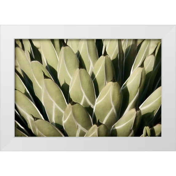 Robertson, Leda 24x17 White Modern Wood Framed Museum Art Print Titled - Geometric Growth