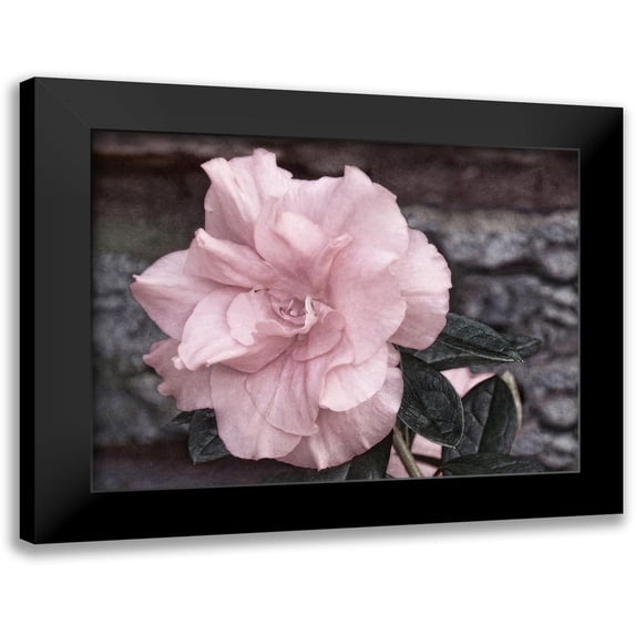 Robertson, Leda 24x19 Black Modern Framed Museum Art Print Titled - Painted Pink II