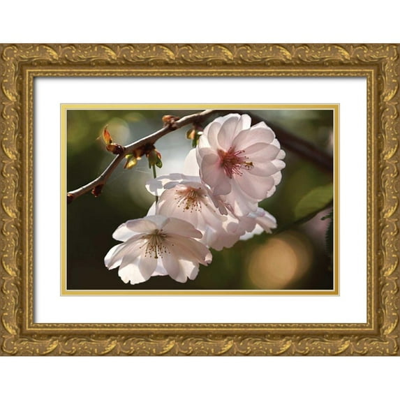 Robertson, Leda 32x23 Gold Ornate Wood Framed with Double Matting Museum Art Print Titled - Cherry Blossom Illumination