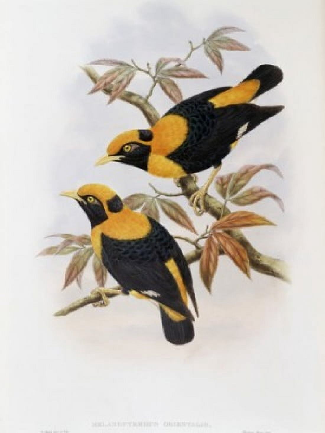 Robertsons Starling John Gould (1804-1881 British) Canvas Art - John Gould (18 x 24)