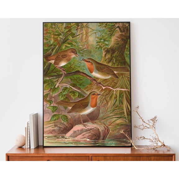 Robin Bird Illustration Art Print, Johann Friedrich Naumann Print, Bird Boho Wall Art Wall Art, Modern Wall Decor, 12x18 UNFRAMED