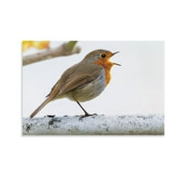 Robin Cute Bird Animal Painting On Canvas Wall Art Poster Scroll Picture Print Living Room Walls Decor Home Posters 24x36inch(60x90cm)