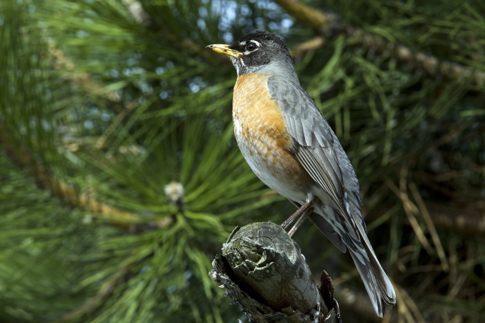 Robin Perched On A Branch Botanical Garden Montreal Quebec Canvas Art - Philippe Henry Design Pics (17 x 11)