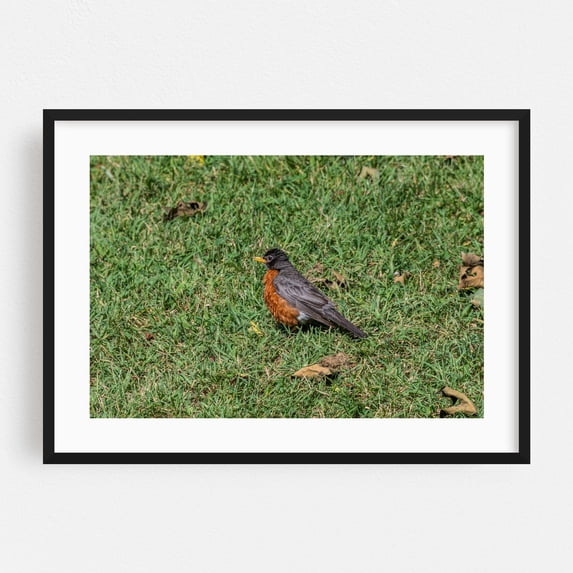 Robin in the Grass - Pennsylvania Photography Wildlife Bird Nature Animal Woodland Scenic Garden Black Framed Wall Art Print 9 x 12 inches
