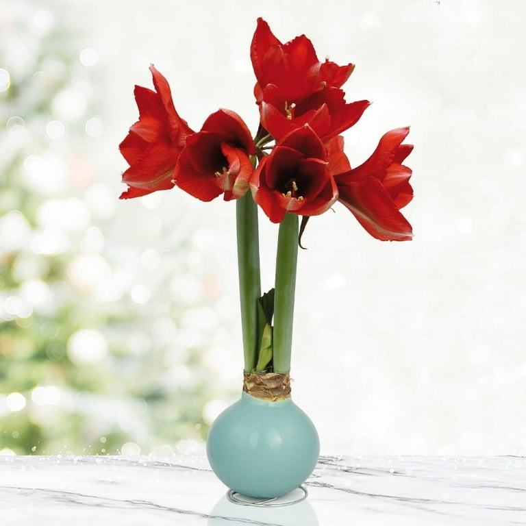 Blooming bulb deals