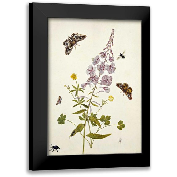 Robins, Thomas Jr. 11x14 Black Modern Framed Museum Art Print Titled - Rosebay Willowherb and Buttercups