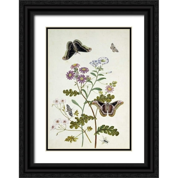 Robins, Thomas Jr. 23x32 Black Ornate Wood Framed with Double Matting Museum Art Print Titled - Convolvulus and Chrysanthemum