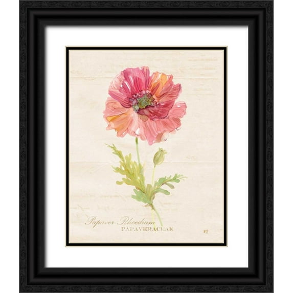 Robinson, Carol 15x18 Black Ornate Wood Framed with Double Matting Museum Art Print Titled - Botanical Poppy