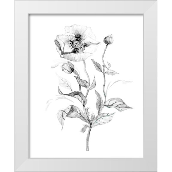 Robinson, Carol 26x32 White Modern Wood Framed Museum Art Print Titled - Wild Poppy