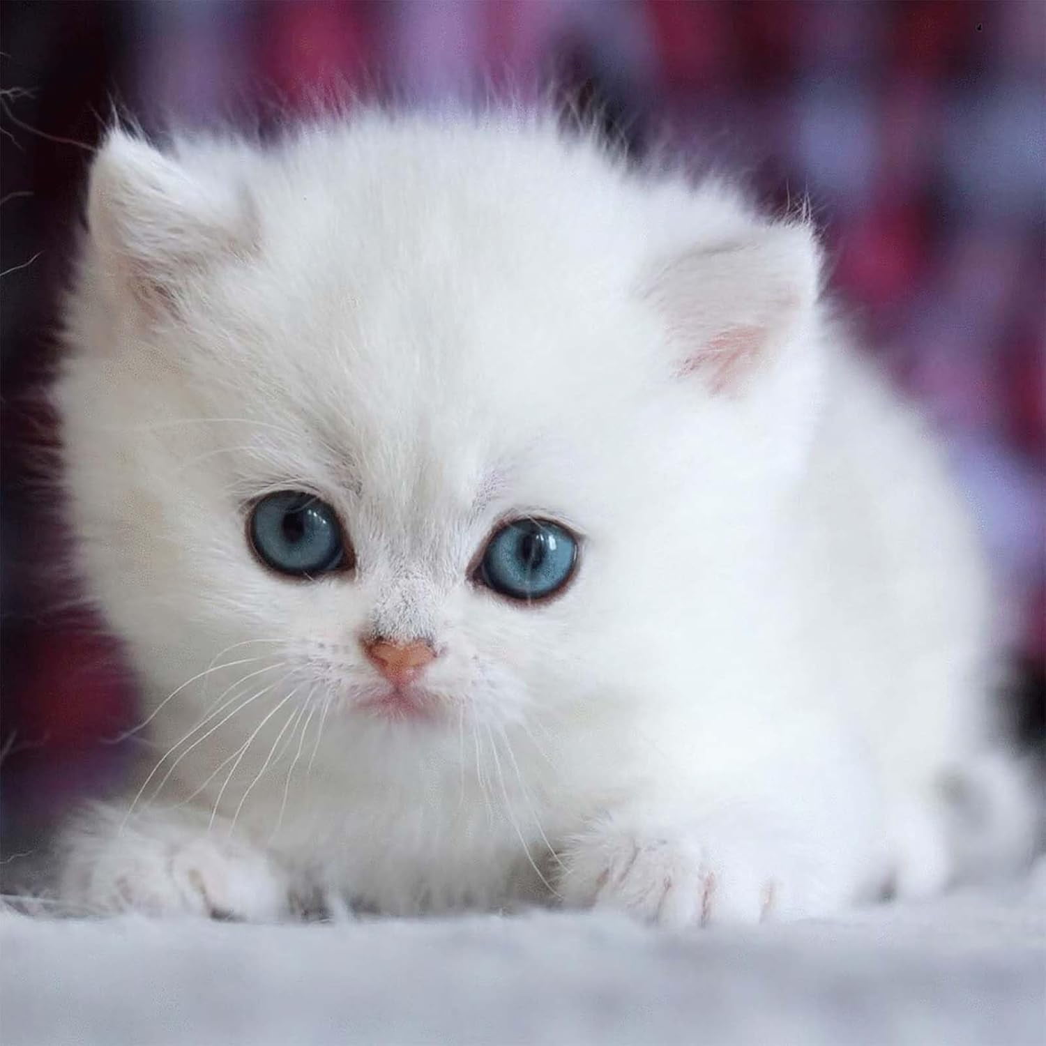 Photo inspiration: Picture Idea: Robot Cat For Adults 2025 My Realistic Robotic Cat