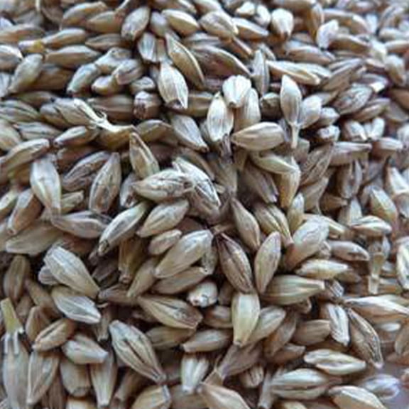 Robust Barley seed - 5 LB Bulk ~40,000 Seeds - Non-GMO, Open Pollinated - Barley Grain Seeds - Malting Barley