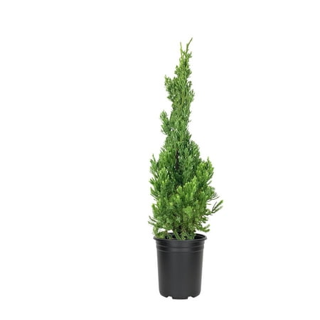 Robusta Green Juniper 10 Live Quart Size Plants Juniperus Chinensis Drought Tolerant Cold Hardy Evergreen Screening Tree