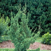 Robusta Green Juniper  2 Extra Large 3 Gallon Plants  Hardy Evergreen Shrub for Landscapes & Gardens, Ideal for Ground Cover, Topiary, Bonsai, Low Maintenance, Drought Tolerant