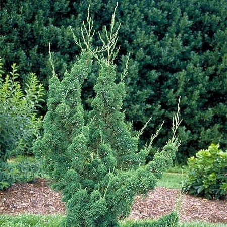 Robusta Green Juniper 2 Extra Large 3 Gallon Plants Hardy Evergreen Shrub for Landscapes & Gardens, Ideal for Ground Cover, Topiary, Bonsai, Low Maintenance, Drought Tolerant