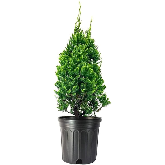 Robusta Green Juniper  2 Live Gallon Size Trees  Juniperus Chinensis  Drought Tolerant Cold Hardy Evergreen Screening Plant