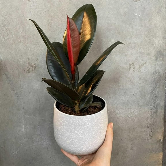 RedCrocus Robusta Rubber Tree Ficus elastica- Large Evergreen Indoor Plant, Low Maintenance, Tropical Air Purifier, Pet Warning 6" Pot