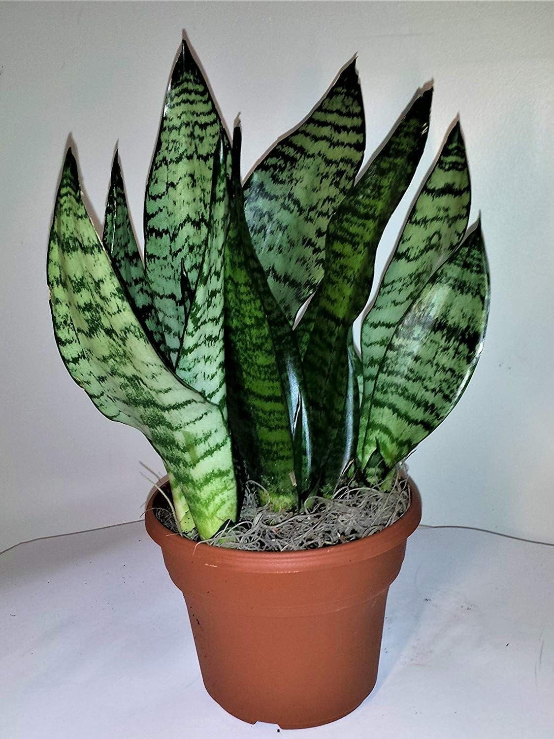 Robusta Snake Plant Live Plant in a 4 Inch Pot Sansevieria Superba