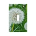 thumbnail image 1 of Rocae Dandelion Flower In The Meadow for Decorator Light Switch or Receptacle Outlet Wall Plate,Polycarbonate Thermoplastic-Style T, 1 of 6