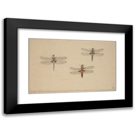 Rochus van Veen 18x13 Black Modern Framed Museum Art Print Titled - Three Dragonflies (1681)