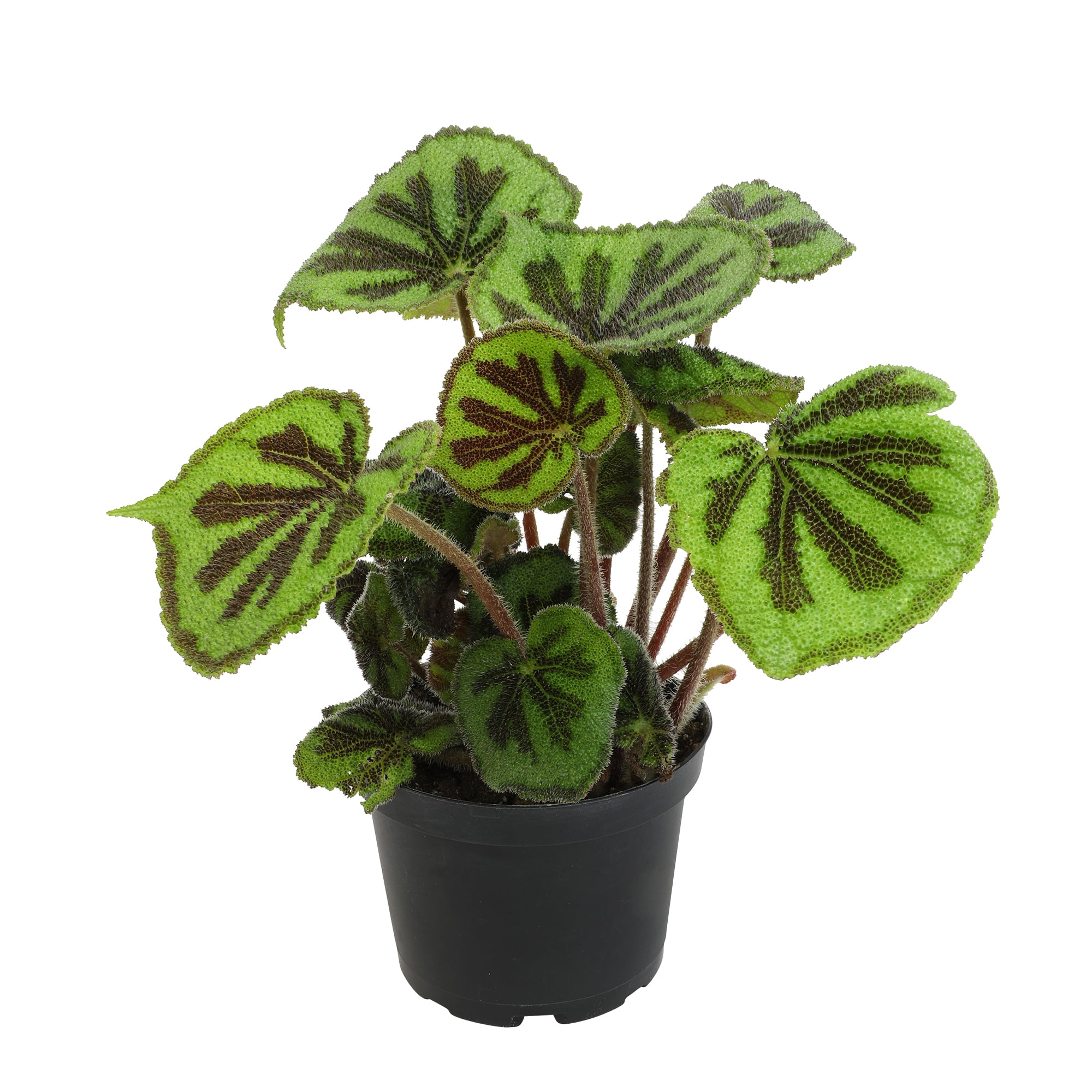 Rock Begonia Iron Cross with Black Plastic Pot