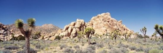 Rock Formation In A Arid Landscape Joshua Tree National Monument California USA Canvas Art - Panoramic Images (36 x 12)