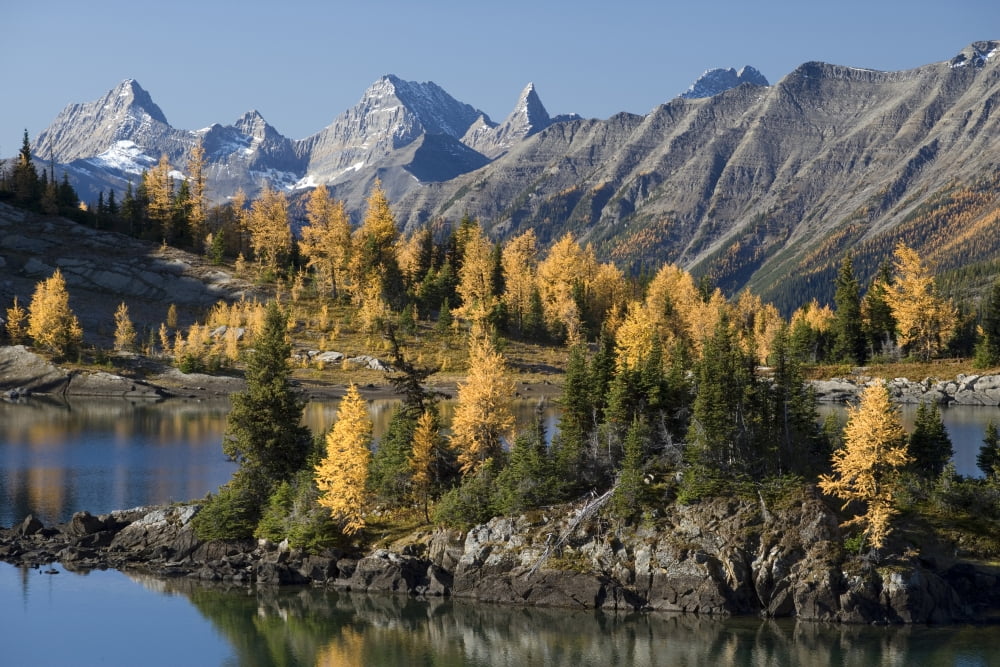 Rock Isle Lake In Autumn Sunshine Meadows Banff National Park Alberta Canada Canvas Art - Peter Van Rhijn Design Pics (34 x 22)