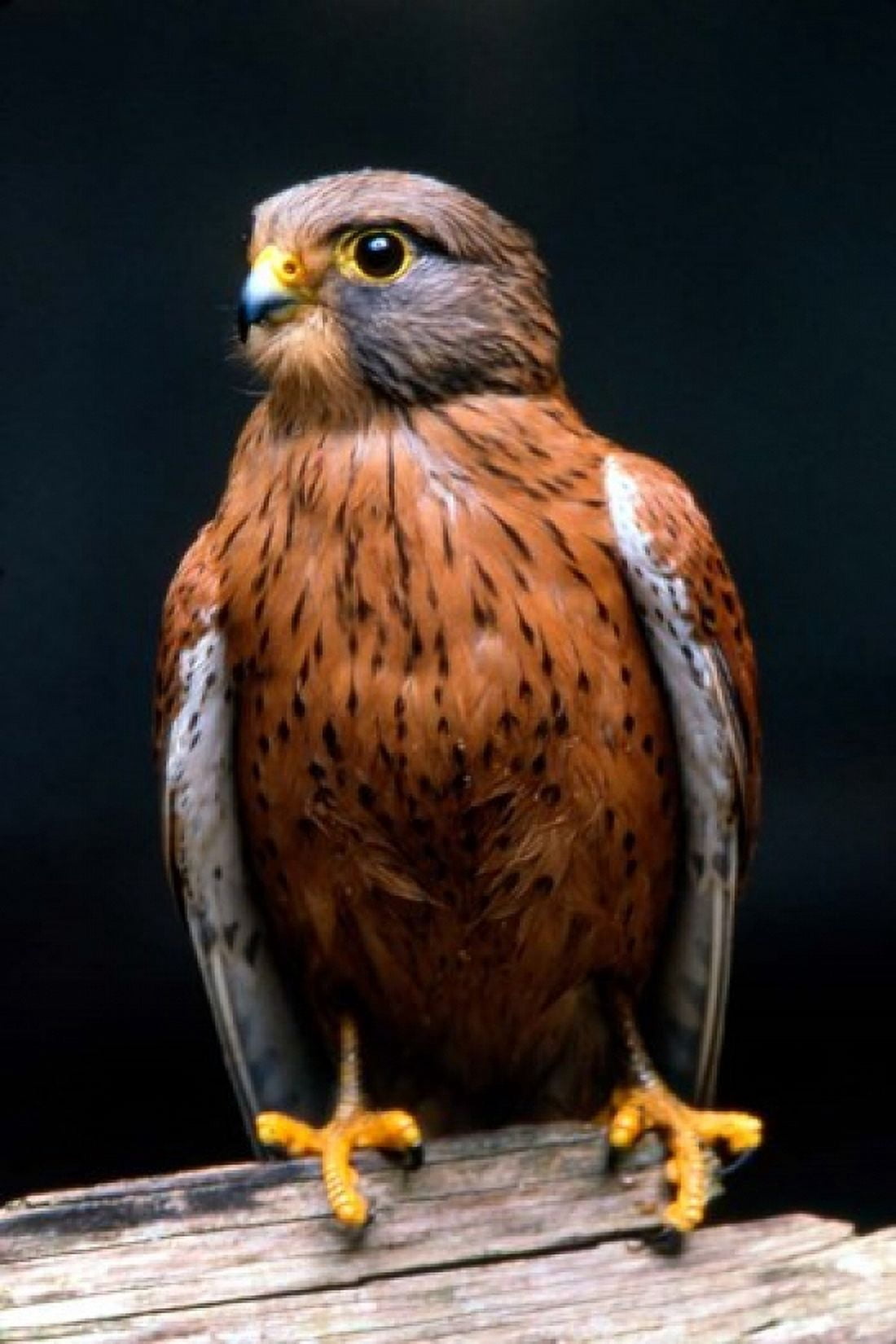 Rock Kestrel Portrait Cape Town South Africa Canvas Art - Claudia Adams DanitaDelimont (23 x 34)