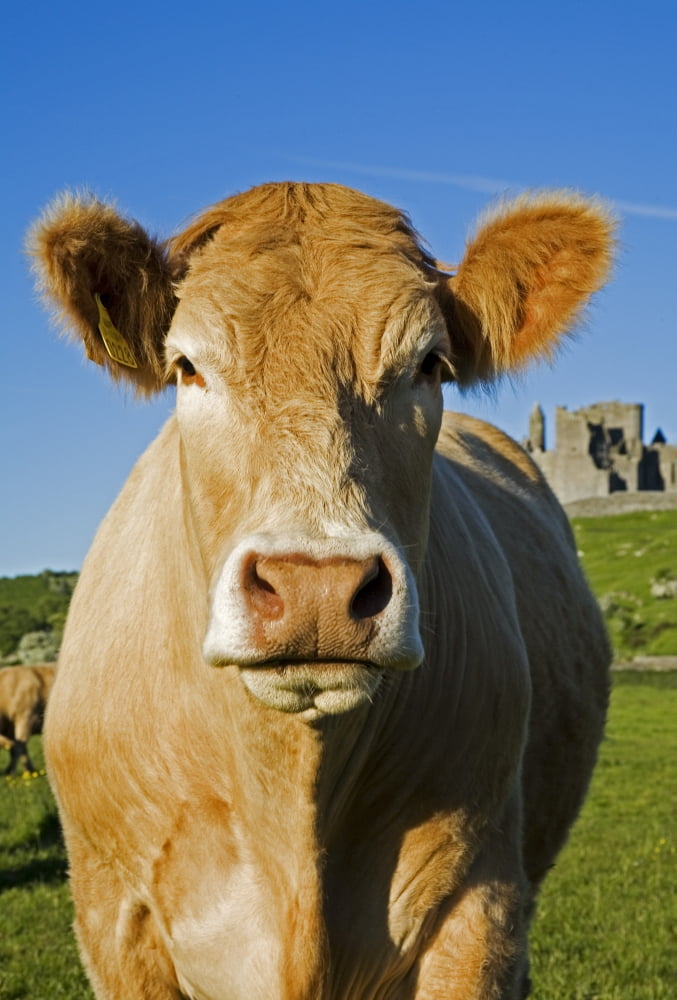 Rock Of Cashel Cashel Town County Tipperary Ireland Charolais Cattle Canvas Art - George Munday  Design Pics (11 x 17)