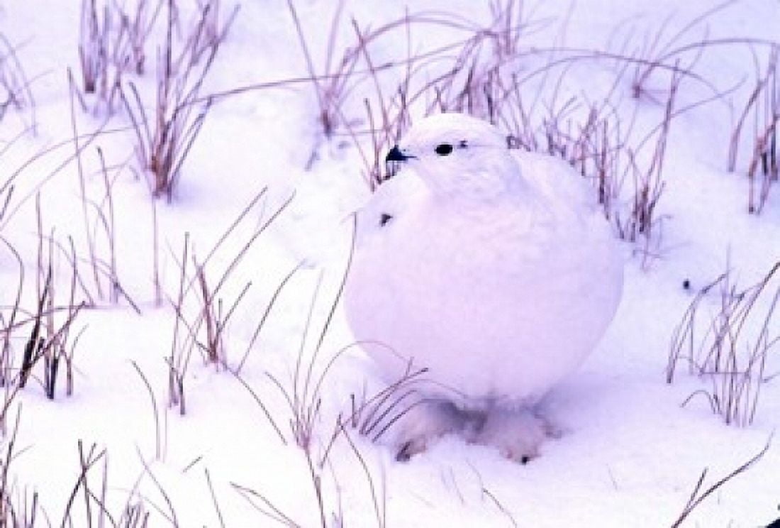 Rock Ptarmigan Canvas Art - Gavriel Jecan DanitaDelimont (36 x 24)