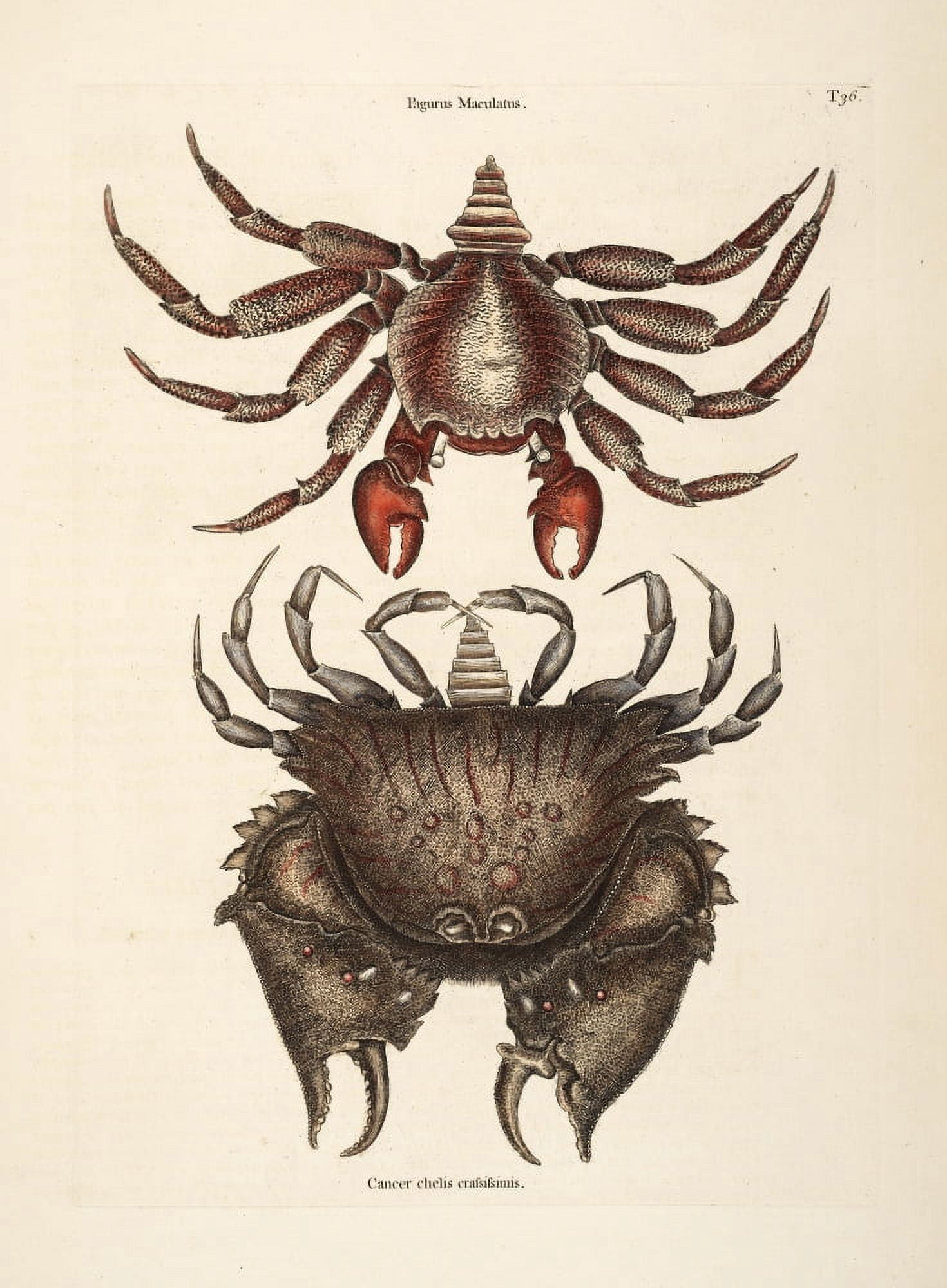Rock & Rough-shelled Crab Canvas Art - Mark Catesby (24 x 36)