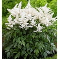thumbnail image 1 of Rock and Roll Astilbe - White Blooms - Shade Perennial -Live Plant - Gallon Pot, 1 of 2