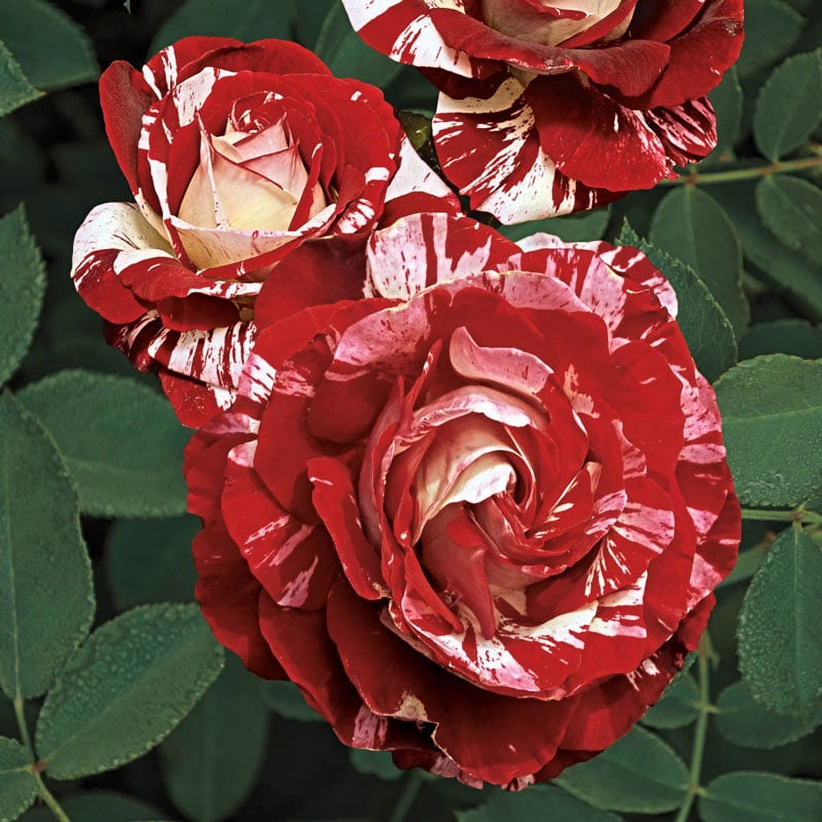 Rock and Roll Grandiflora Rose, 3 Gallon Potted Potted Flowering Plant (1-Pack) - image 1 of 2
