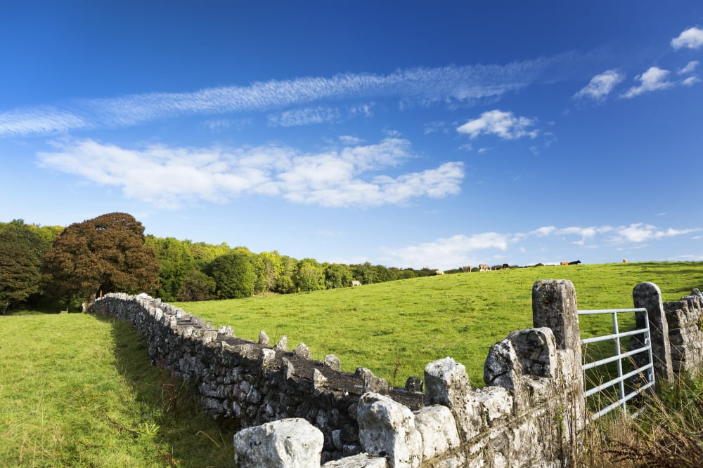 Rock fence with metal gate and grassy hillside with cattle grazing trees and blue sky and clouds North of Kilrush County Clare Ireland Canvas Art - Michael Interisano Design Pics (19 x 12)